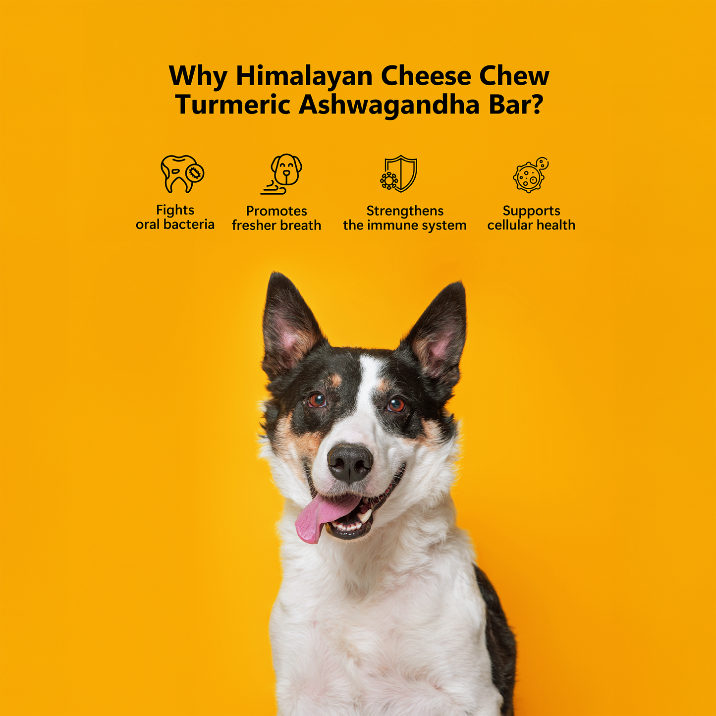 Himalayan Cheese Dental Chews - Turmeric & Ashwagandha - Pack of 3 Chews