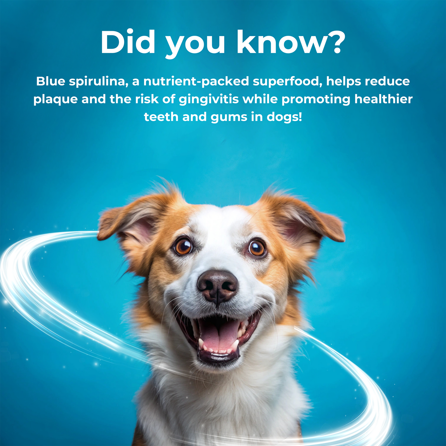 Himalayan Cheese Chew - Dentamust infused with Blueberry: Pack of 1 Chew for Large Sized Dogs (140g/4.93oz)