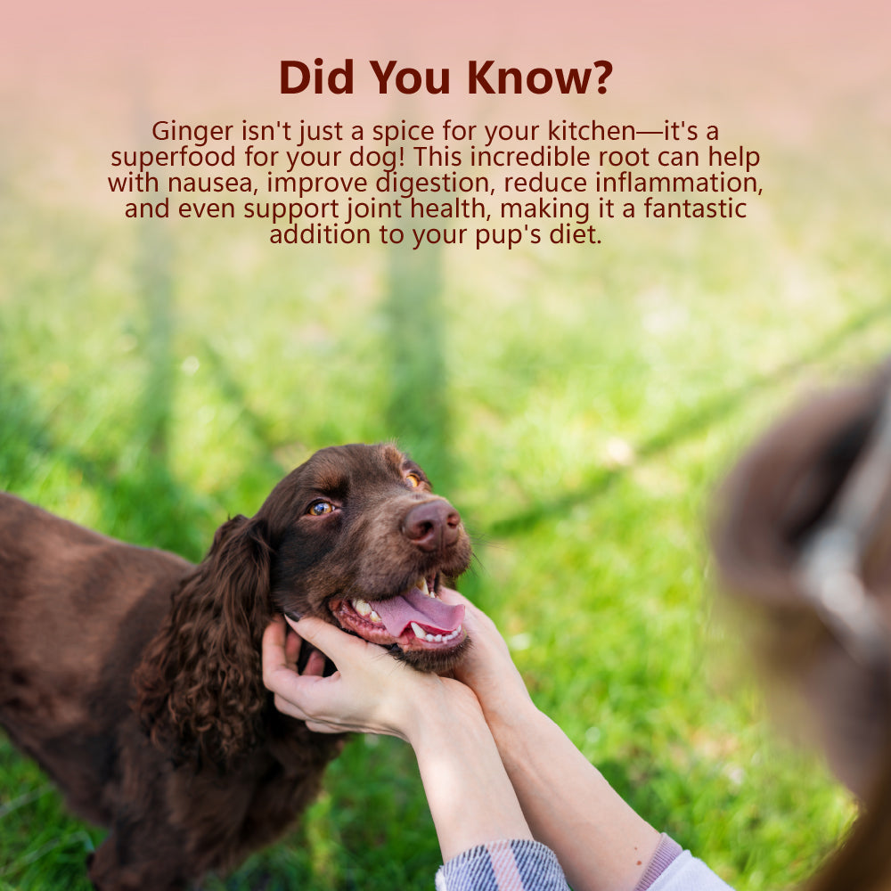 Woofur Jerky Treats: Chicken & Ginger (50g/1.76oz)