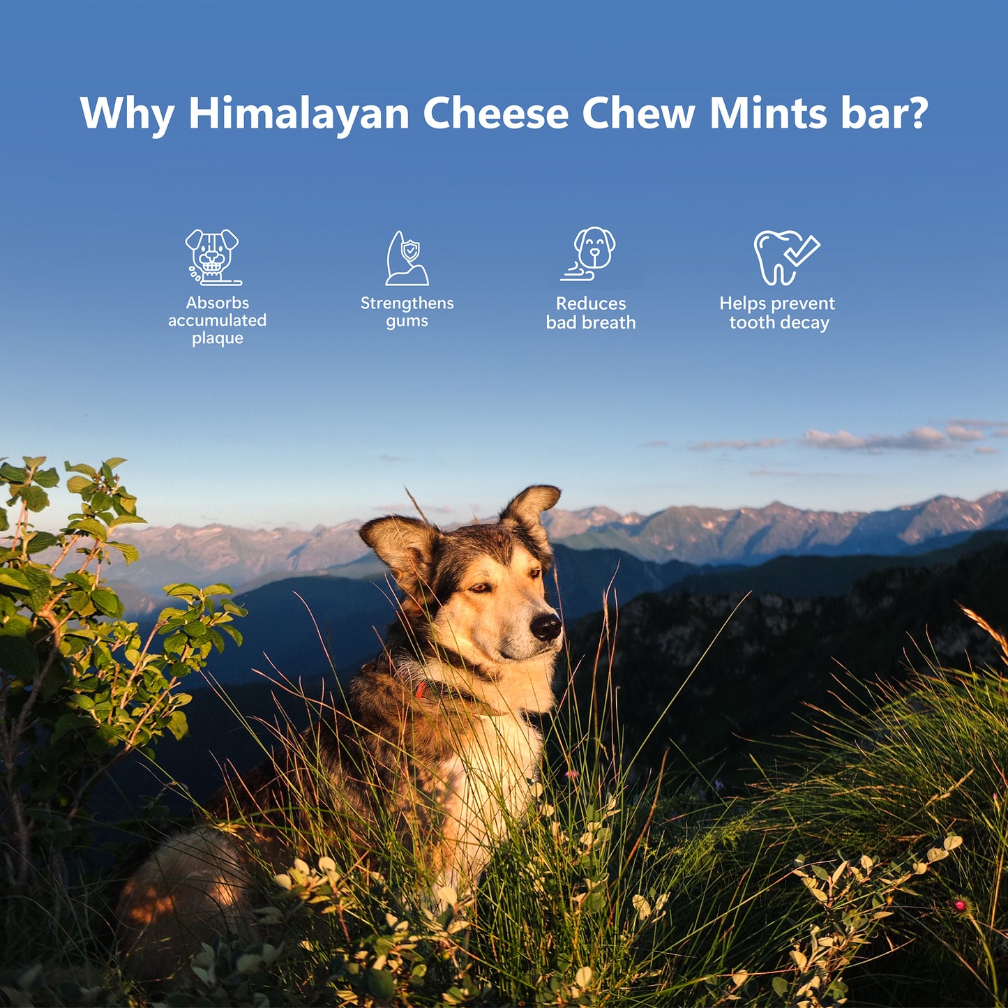 Himalayan Cheese Dental Chews - Mint - Pack of 3 Chews