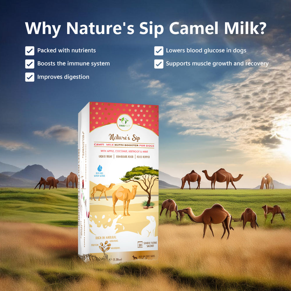 Nature's Sip for Dogs: Camel's Milk with Apple, Coconut, Beetroot and Mint