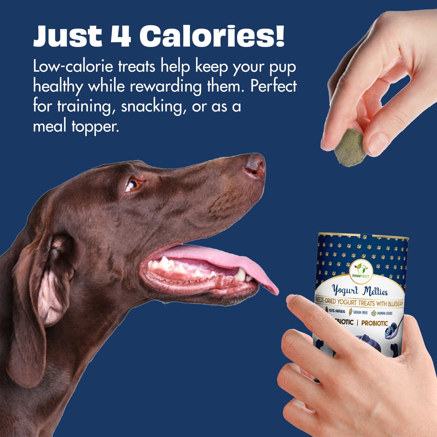 Yogurt Melties Prebiotic and Probiotic Dog Treats: Blueberry & Yogurt (38g/1.34oz)