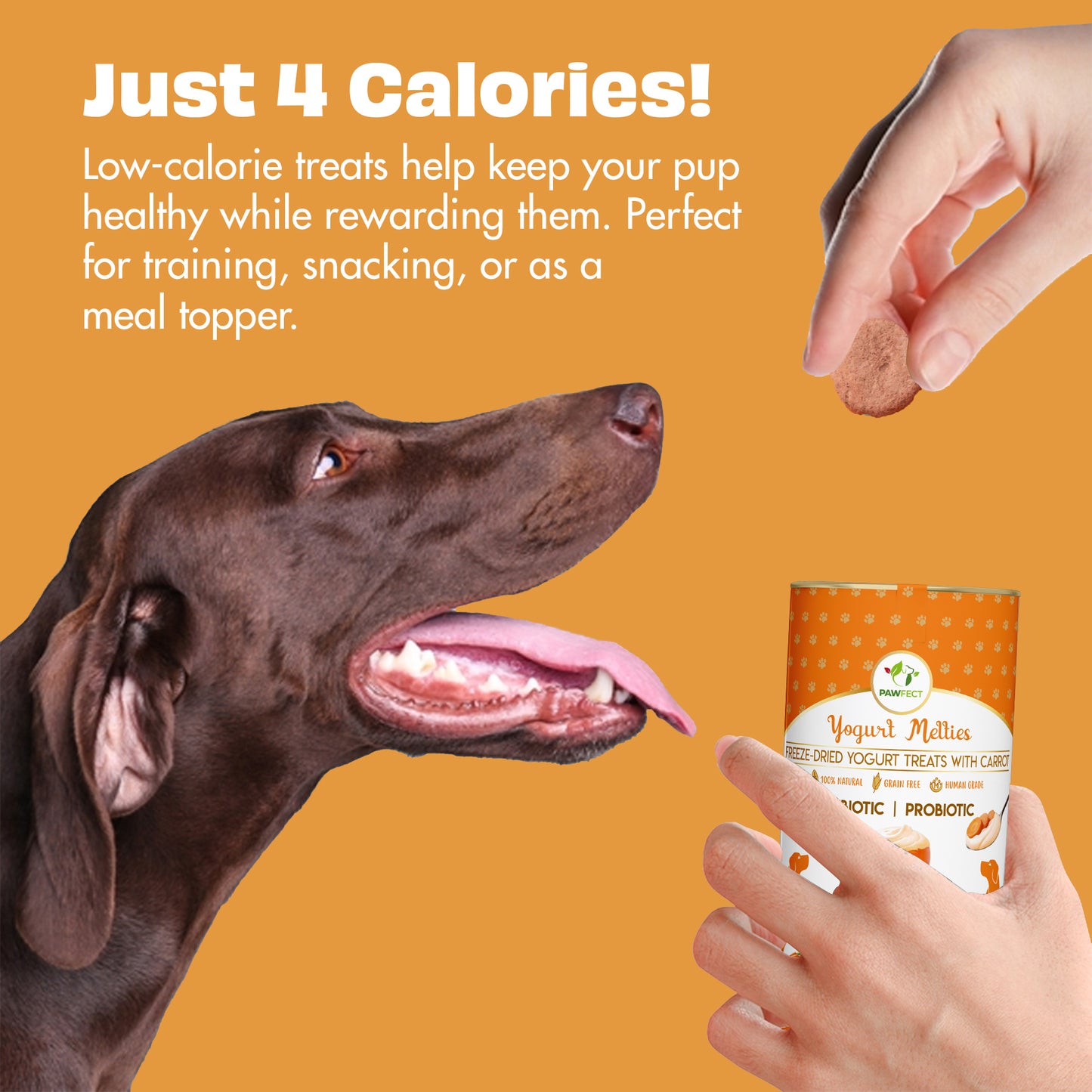 Yogurt Melties Prebiotic and Probiotic Dog Treats: Carrot & Yogurt (38g/1.34oz)