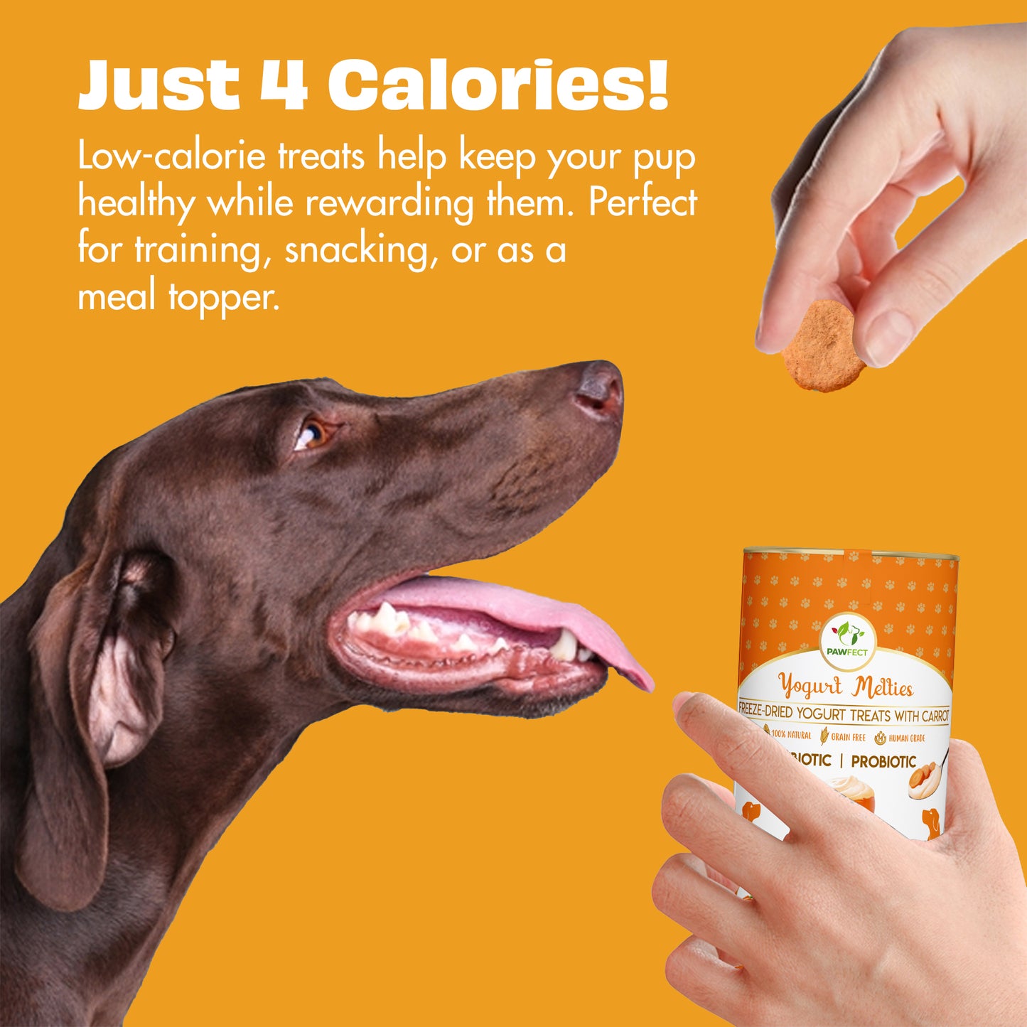 Yogurt Melties Prebiotic and Probiotic Dog Treats: Pumpkin & Yogurt (38g/1.34oz)