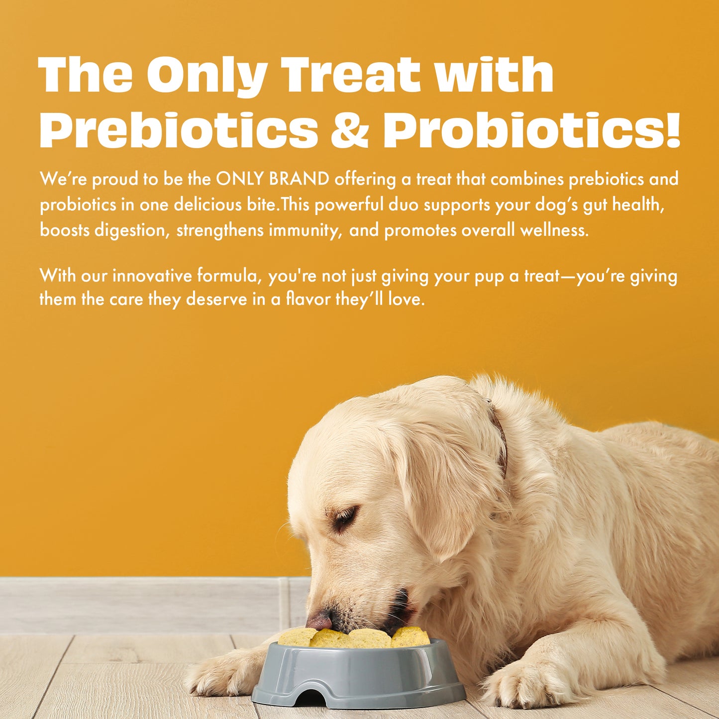 Yogurt Melties Prebiotic and Probiotic Dog Treats: Pumpkin & Yogurt (38g/1.34oz)